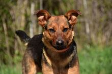 BOBKO, Hund, Mischlingshund in Slowakische Republik - Bild 11
