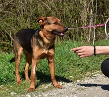 BOBKO, Hund, Mischlingshund in Slowakische Republik - Bild 12