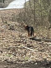 BOBKO, Hund, Mischlingshund in Slowakische Republik - Bild 13