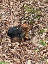 BOBKO, Hund, Mischlingshund in Slowakische Republik - Bild 14