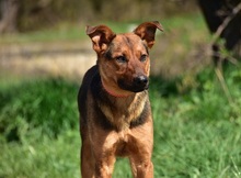 BOBKO, Hund, Mischlingshund in Slowakische Republik - Bild 2