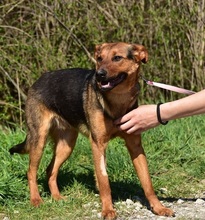BOBKO, Hund, Mischlingshund in Slowakische Republik - Bild 3