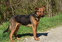 BOBKO, Hund, Mischlingshund in Slowakische Republik - Bild 4