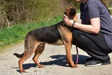 BOBKO, Hund, Mischlingshund in Slowakische Republik - Bild 5