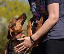 BOBKO, Hund, Mischlingshund in Slowakische Republik - Bild 7