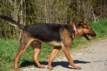 BOBKO, Hund, Mischlingshund in Slowakische Republik - Bild 8