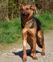BOBKO, Hund, Mischlingshund in Slowakische Republik - Bild 9