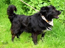 COOPERY157, Hund, Mischlingshund in Slowakische Republik - Bild 3