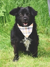 COOPERY157, Hund, Mischlingshund in Slowakische Republik - Bild 4