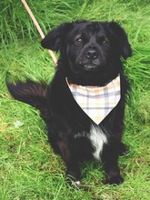 COOPERY157, Hund, Mischlingshund in Slowakische Republik - Bild 5