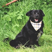 COOPERY157, Hund, Mischlingshund in Slowakische Republik - Bild 6