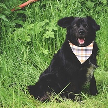 COOPERY157, Hund, Mischlingshund in Slowakische Republik - Bild 7
