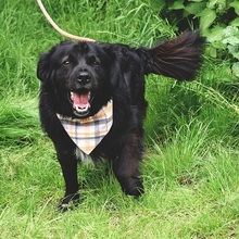 COOPERY157, Hund, Mischlingshund in Slowakische Republik - Bild 8