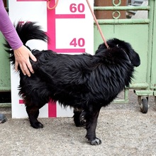 COOPERY157, Hund, Mischlingshund in Slowakische Republik - Bild 9