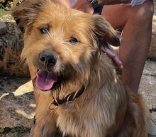 TRUFA, Hund, Gos d’Artura (Mix) in Spanien - Bild 1