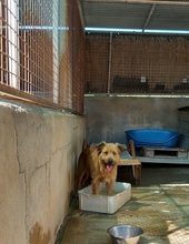 TRUFA, Hund, Gos d’Artura (Mix) in Spanien - Bild 11