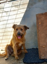 TRUFA, Hund, Gos d’Artura (Mix) in Spanien - Bild 12