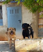 TRUFA, Hund, Gos d’Artura (Mix) in Spanien - Bild 13