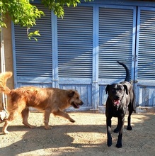 TRUFA, Hund, Gos d’Artura (Mix) in Spanien - Bild 14