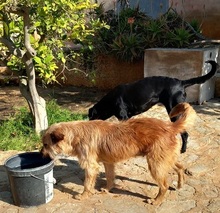 TRUFA, Hund, Gos d’Artura (Mix) in Spanien - Bild 15