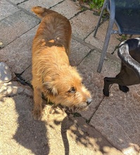 TRUFA, Hund, Gos d’Artura (Mix) in Spanien - Bild 2