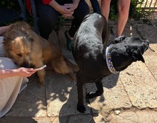 TRUFA, Hund, Gos d’Artura (Mix) in Spanien - Bild 3