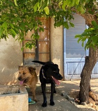 TRUFA, Hund, Gos d’Artura (Mix) in Spanien - Bild 4