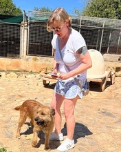 TRUFA, Hund, Gos d’Artura (Mix) in Spanien - Bild 5