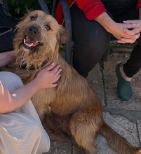 TRUFA, Hund, Gos d’Artura (Mix) in Spanien - Bild 6