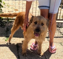 TRUFA, Hund, Gos d’Artura (Mix) in Spanien - Bild 8