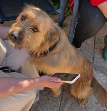 TRUFA, Hund, Gos d’Artura (Mix) in Spanien - Bild 9