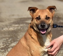 BORKOS272, Hund, Mischlingshund in Slowakische Republik - Bild 1