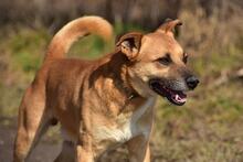 BORKOS272, Hund, Mischlingshund in Slowakische Republik - Bild 10