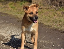BORKOS272, Hund, Mischlingshund in Slowakische Republik - Bild 11