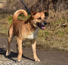 BORKOS272, Hund, Mischlingshund in Slowakische Republik - Bild 2
