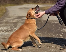 BORKOS272, Hund, Mischlingshund in Slowakische Republik - Bild 3