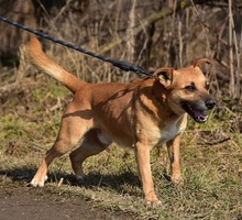 BORKOS272, Hund, Mischlingshund in Slowakische Republik - Bild 4