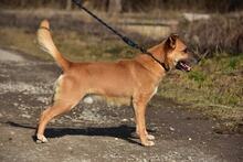 BORKOS272, Hund, Mischlingshund in Slowakische Republik - Bild 6