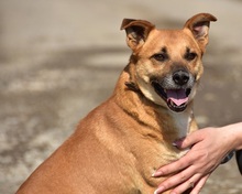 BORKOS272, Hund, Mischlingshund in Slowakische Republik - Bild 7
