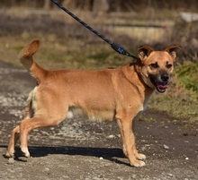 BORKOS272, Hund, Mischlingshund in Slowakische Republik - Bild 8