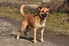 BORKOS272, Hund, Mischlingshund in Slowakische Republik - Bild 9