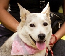 SAVANAY132, Hund, Mischlingshund in Neuwied - Bild 1