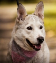 SAVANAY132, Hund, Mischlingshund in Neuwied - Bild 10