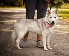SAVANAY132, Hund, Mischlingshund in Neuwied - Bild 2