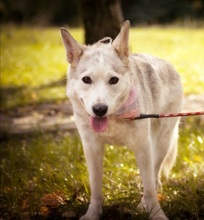 SAVANAY132, Hund, Mischlingshund in Neuwied - Bild 4
