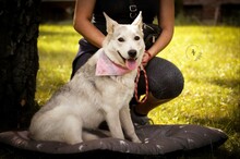 SAVANAY132, Hund, Mischlingshund in Neuwied - Bild 5