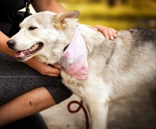 SAVANAY132, Hund, Mischlingshund in Neuwied - Bild 6