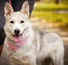 SAVANAY132, Hund, Mischlingshund in Neuwied - Bild 7