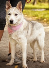 SAVANAY132, Hund, Mischlingshund in Neuwied - Bild 8