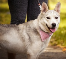 SAVANAY132, Hund, Mischlingshund in Neuwied - Bild 9